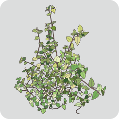 Ivy-type-weeds-solid-color-with-outline
