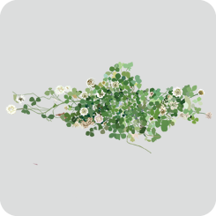clover-solid-color-without-outline