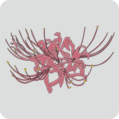cluster-amaryllis-3-thin-outline-full-color