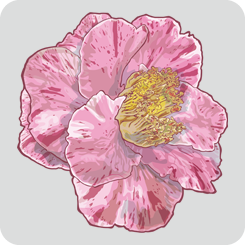 marble-camellia-2-pink-with-outline