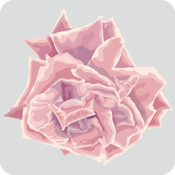 rose4-no-outline-pink