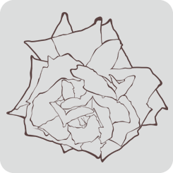 rose4-outline-only