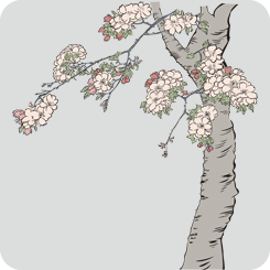 浮世絵の桜